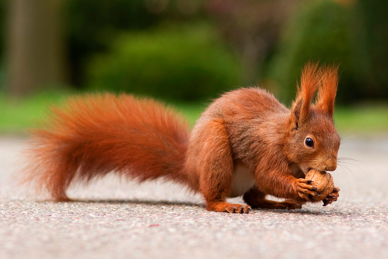 Eichhörnchen beim Knacken einer Nuss